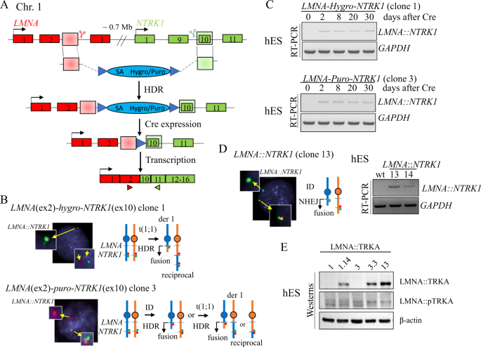 Generating in vitro models of NTRK-fusion mesenchymal neoplasia as tools for investigating kinase oncogenic activation and response to targeted therapy