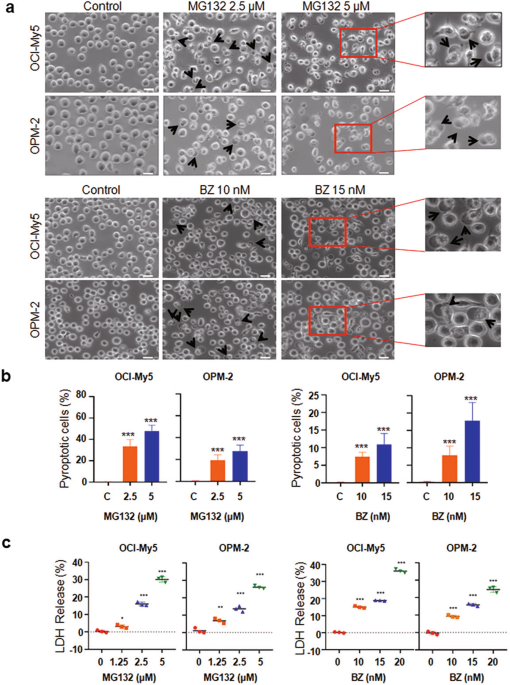Proteasomal inhibitors induce myeloma cell pyroptosis via the BAX/GSDME pathway