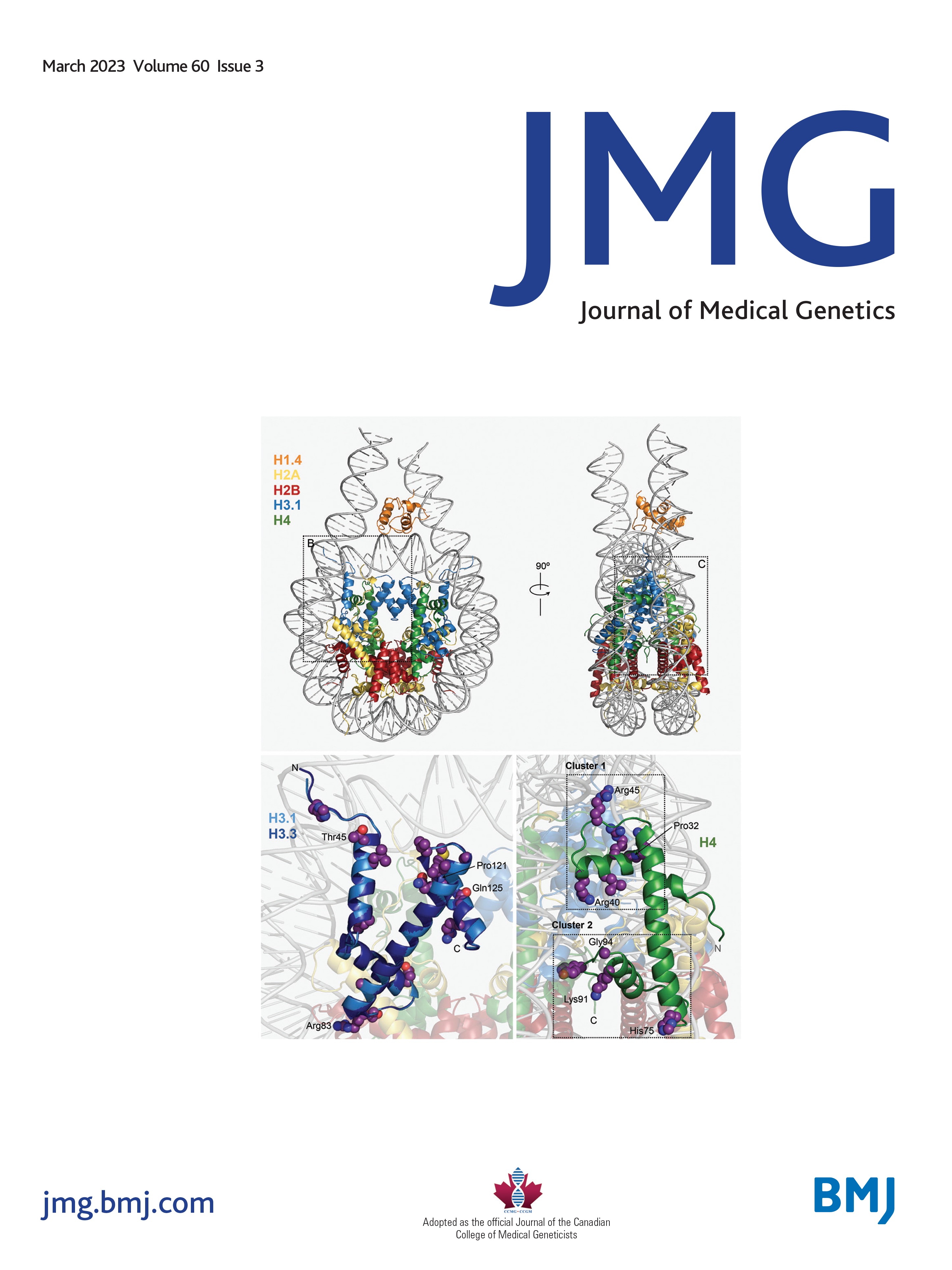 Decision-making and regret in patients with germline CDH1 variants undergoing prophylactic total gastrectomy