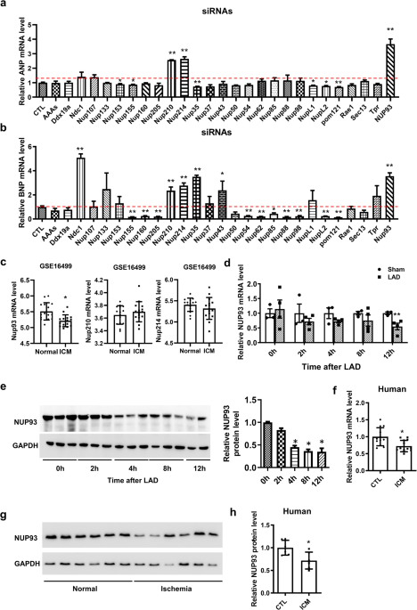 Downregulation of NUP93 aggravates hypoxia-induced death of cardiomyocytes in vitro through abnormal regulation of gene transcription