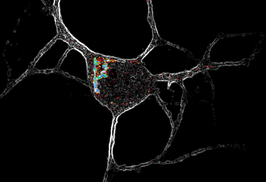 Receptor location matters for psychedelic drug effects