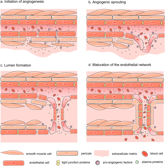 Angiogenesis after ischemic stroke