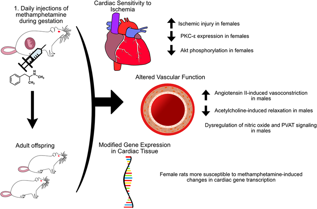 Maternal use of methamphetamine alters cardiovascular function in the adult offspring