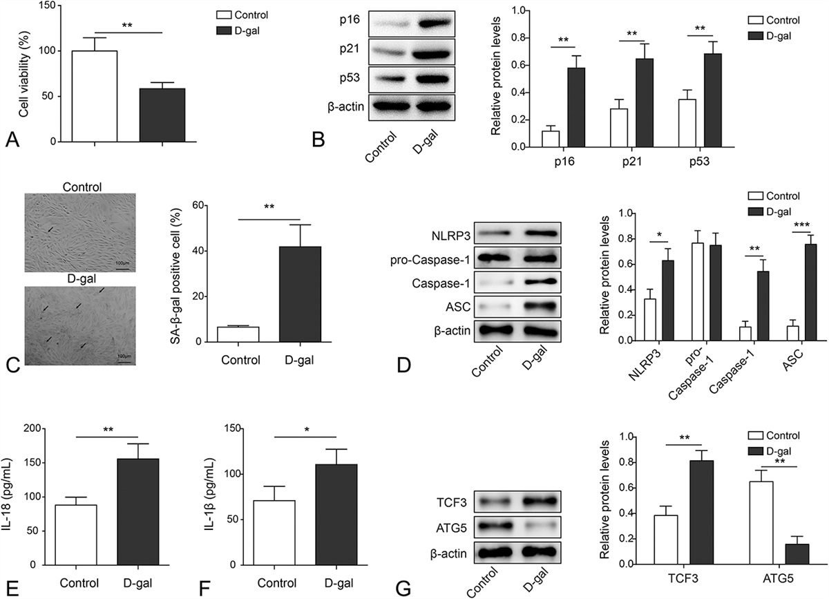 Protocatechuic Aldehyde Alleviates d-Galactose–Induced Cardiomyocyte Senescence by Regulating the TCF3/ATG5 Axis