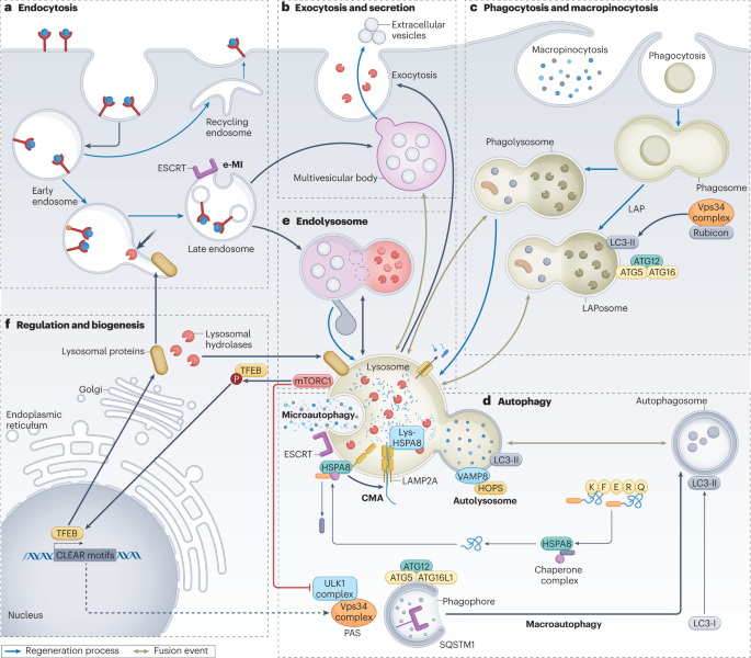 The role of lysosomes in metabolic and autoimmune diseases