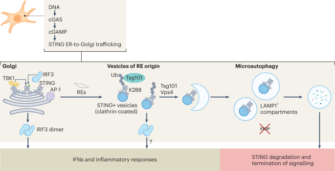 STING is ESCRTed to degradation by microautophagy