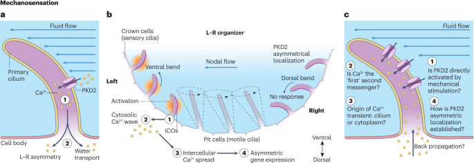 The cilia mechanosensation debate gets (bio)physical