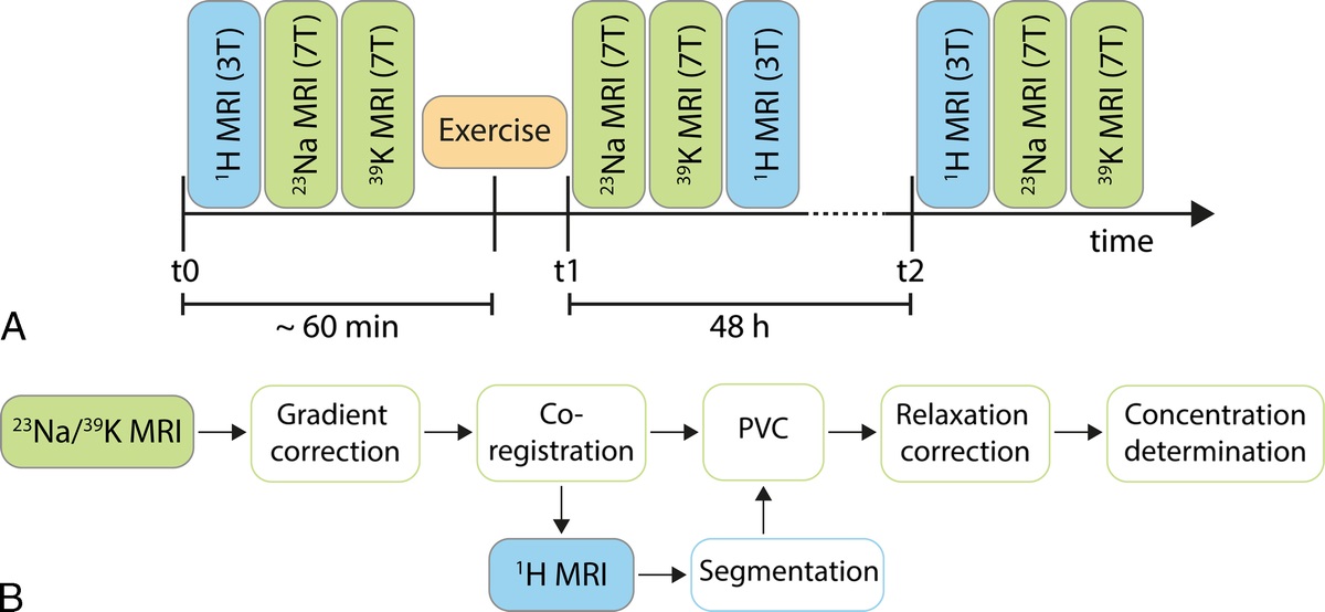 MRI of Potassium and Sodium Enables Comprehensive Analysis of Ion Perturbations in Skeletal Muscle Tissue After Eccentric Exercise