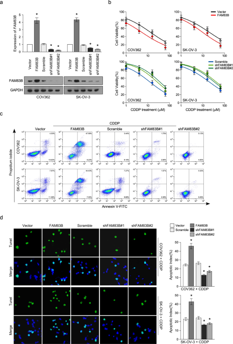 Correction: FAM83B inhibits ovarian cancer cisplatin resistance through inhibiting Wnt pathway