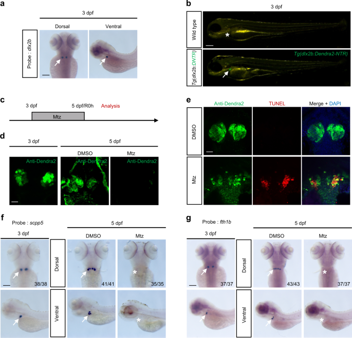 mTORC1 signaling pathway regulates tooth repair