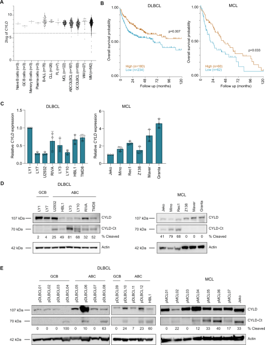MALT1-dependent cleavage of CYLD promotes NF-κB signaling and growth of aggressive B-cell receptor-dependent lymphomas