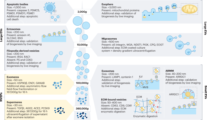 Extracellular vesicle–matrix interactions