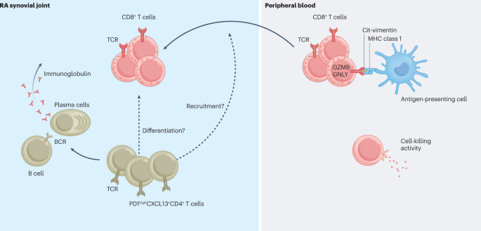 Citrulline immunity in RA: CD8+ T cells enter the scene