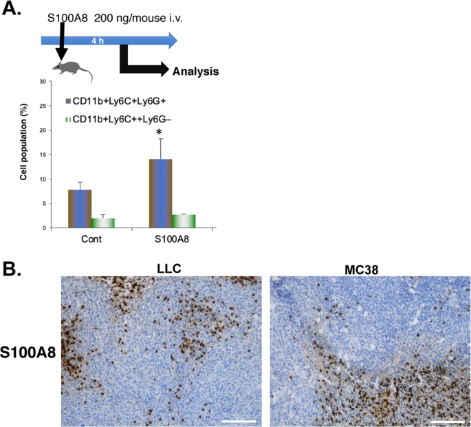 Novel multivalent S100A8 inhibitory peptides attenuate tumor progression and metastasis by inhibiting the TLR4-dependent pathway