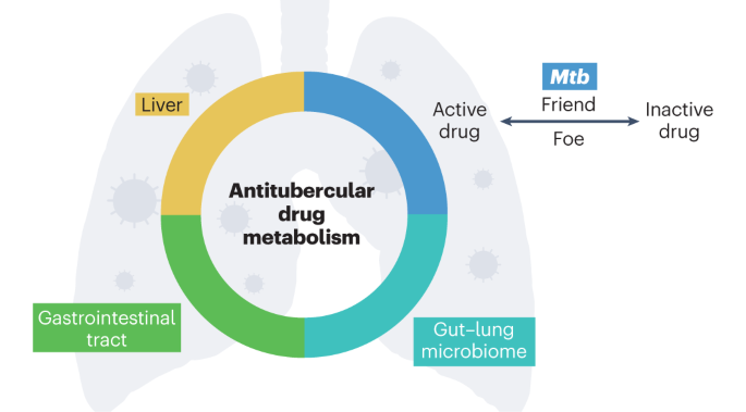The implication of Mycobacterium tuberculosis-mediated metabolism of targeted xenobiotics