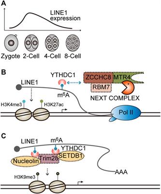 Control of RNA degradation in cell fate decision