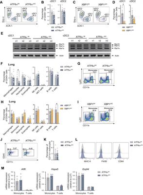 Normal tissue homeostasis and impairment of selective inflammatory responses in dendritic cells deficient for ATF6α