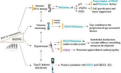 Emerging roles of interferon-stimulated gene-15 in age-related telomere attrition, the DNA damage response, and cardiovascular disease