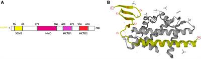 Advances in holliday junction recognition protein (HJURP): Structure, molecular functions, and roles in cancer