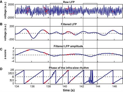 Locus coeruleus noradrenergic neurons phase-lock to prefrontal and hippocampal infra-slow rhythms that synchronize to behavioral events