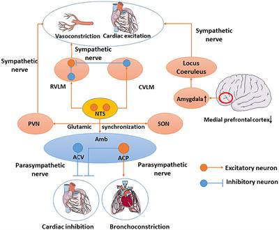 Microglia-mediated inflammatory destruction of neuro-cardiovascular dysfunction after stroke