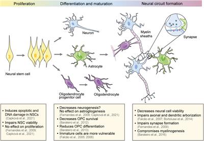 Effects of bilirubin on the development and electrical activity of neural circuits