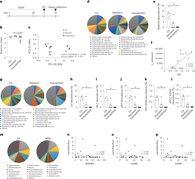 Dectin-1 signaling on colonic γδ T cells promotes psychosocial stress responses