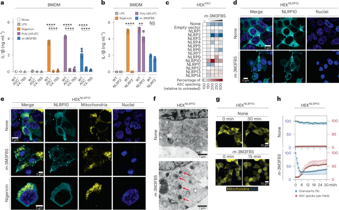 Mitochondrial damage activates the NLRP10 inflammasome