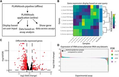 PLANAtools—An interactive gene expression repository for the planarian Schmidtea mediterranea