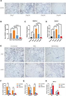 Corrigendum: Spontaneous browning of white adipose tissue improves angiogenesis and reduces macrophage infiltration after fat grafting in mice