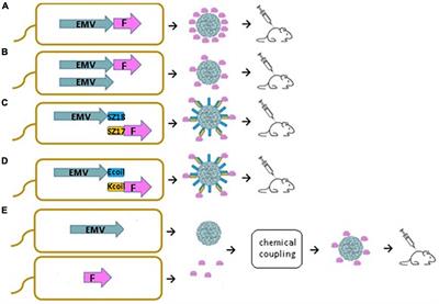 Bacterial expression systems based on Tymovirus-like particles for the presentation of vaccine antigens