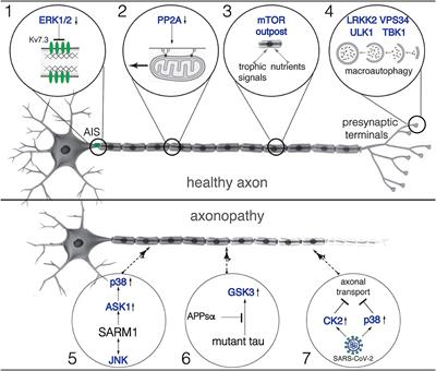 Editorial: Kinase/phosphatase signaling and axonal function in health and disease