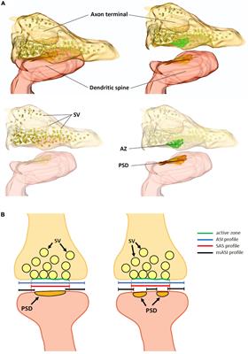 Exploiting volume electron microscopy to investigate structural plasticity and stability of the postsynaptic compartment of central synapses