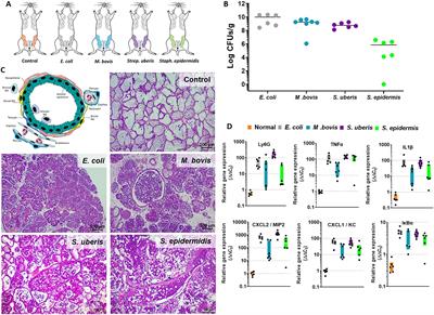 Immune profiling of experimental murine mastitis reveals conserved response to mammary pathogenic Escherichia coli, Mycoplasma bovis, and Streptococcus uberis