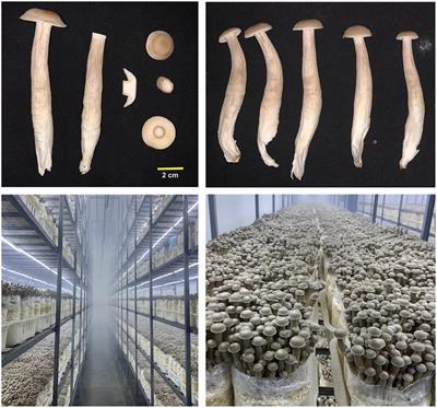 Complete genome sequences and comparative secretomic analysis for the industrially cultivated edible mushroom Lyophyllum decastes reveals insights on evolution and lignocellulose degradation potential
