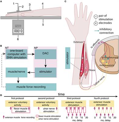 Neurointerface with oscillator motifs for inhibitory effect over antagonist muscles