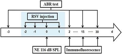 Resveratrol prevents hearing loss and a subregion specific- reduction of serotonin reuptake transporter induced by noise exposure in the central auditory system