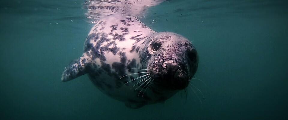 University and The Seal Project join forces to encourage citizen scientists to support seal conservation