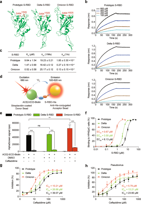 Ceftazidime exhibits a broad inhibition to the infection of SARS-CoV-2 prototype and Omicron variant in vitro by blocking spike protein-ACE2 interaction