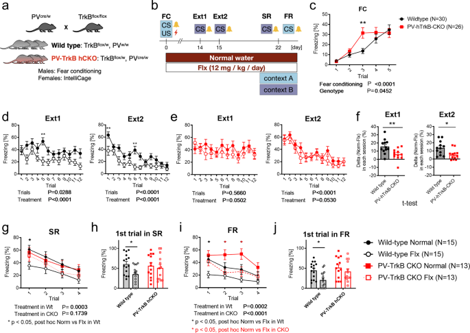 Activation of TrkB in Parvalbumin interneurons is required for the promotion of reversal learning in spatial and fear memory by antidepressants