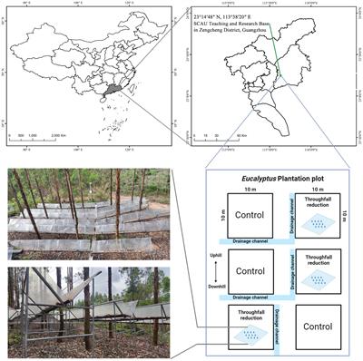 Seasonal variations of soil bacterial and fungal communities in a subtropical Eucalyptus plantation and their responses to throughfall reduction
