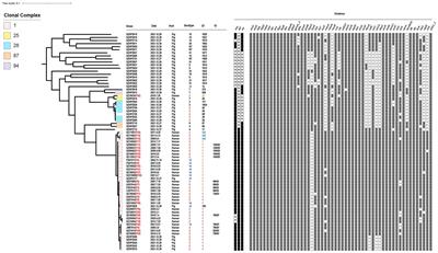 Epidemiological and genomic analyses of human isolates of Streptococcus suis between 2005 and 2021 in Shenzhen, China