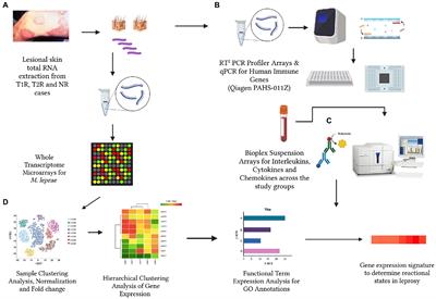 Mycobacterium leprae and host immune transcriptomic signatures for reactional states in leprosy