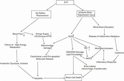 A retrospect and outlook on the neuroprotective effects of anesthetics in the era of endovascular therapy