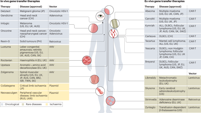 Cell and gene therapy for kidney disease