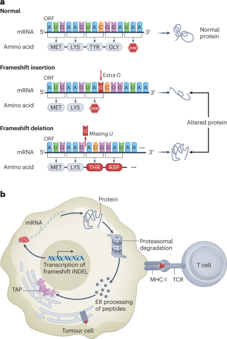 Immunogenicity in renal cell carcinoma: shifting focus to alternative sources of tumour-specific antigens
