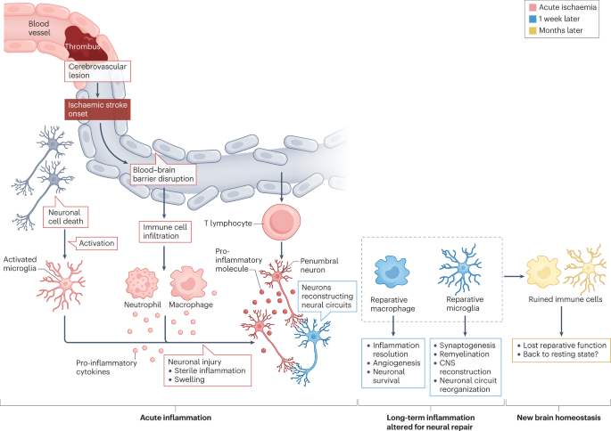 Neuroimmune mechanisms and therapies mediating post-ischaemic brain injury and repair