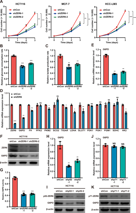 The p52-ZER6/G6PD axis alters aerobic glycolysis and promotes tumor progression by activating the pentose phosphate pathway