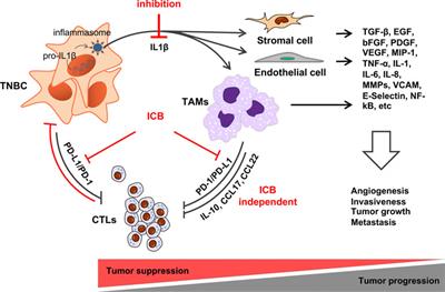 Exploring immune interactions in triple negative breast cancer: IL-1β inhibition and its therapeutic potential