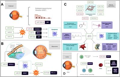 The regulatory role of microRNAs in common eye diseases: A brief review